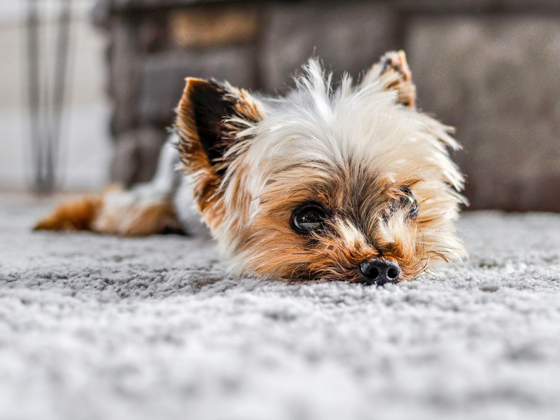 a dog lying in the snow